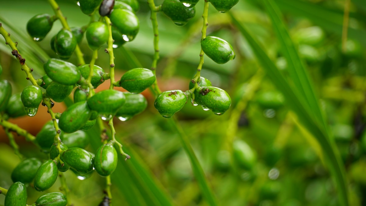 Vitamins and minerals for men